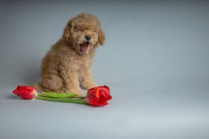 yawning puppy and red tulips