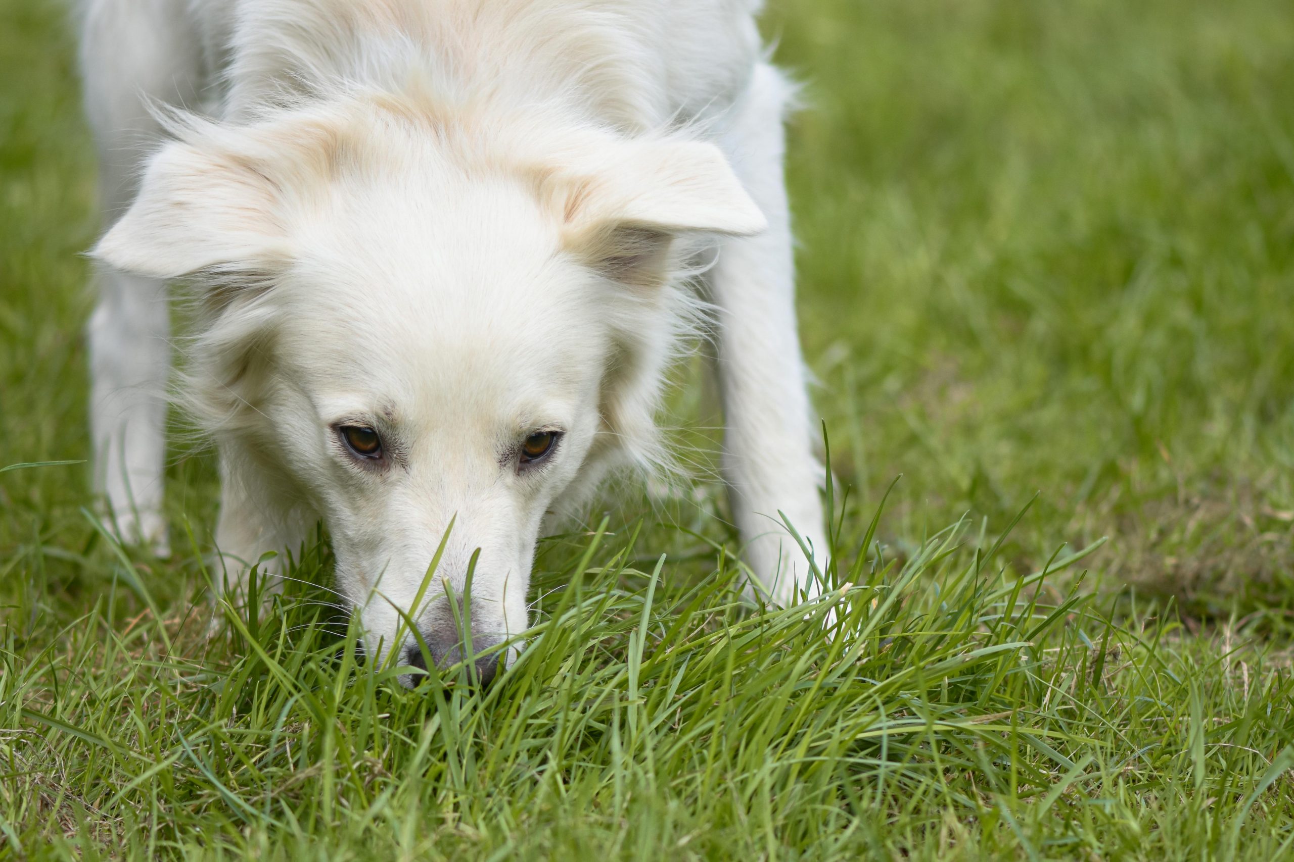 white dog sniffing the grass