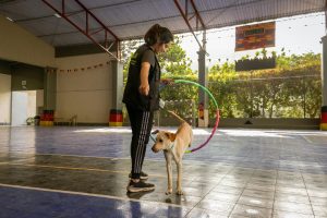 trainer training a dog with a hula hoop in the gym