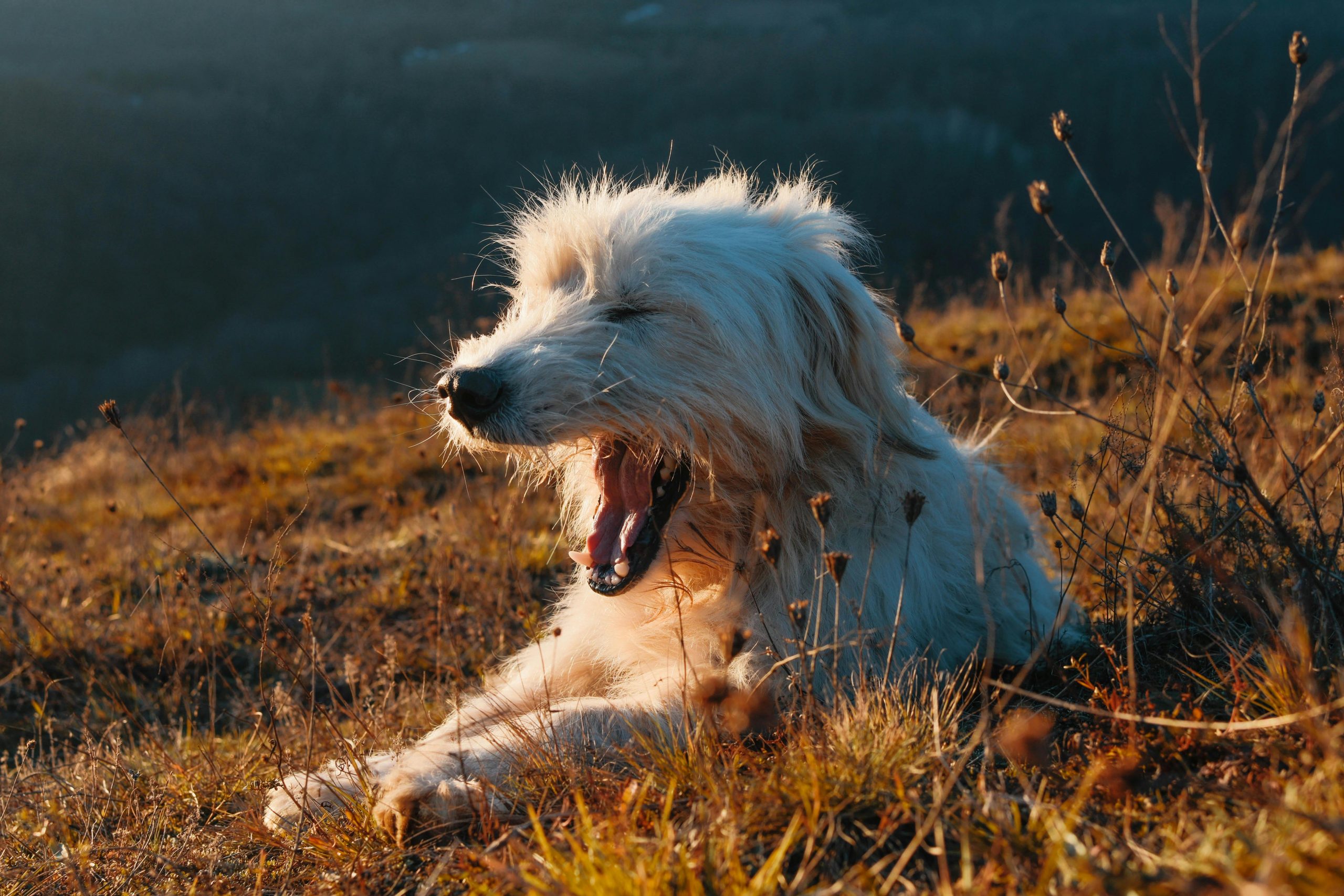 white, furry dog yawning with its front legs stretched out